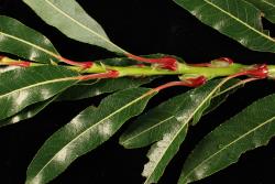 Salix daphnoides. Red petiole and stipules of a cultivar in the national willow collection.
 Image: D. Glenny © Landcare Research 2020 CC BY 4.0